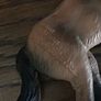 Toy Horses Image 6