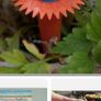 13 Watering spikes Image 5