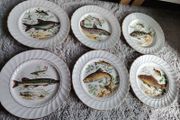 Set of 6 vintage plates
