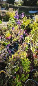 Flowers, herbs, bushes, trees
