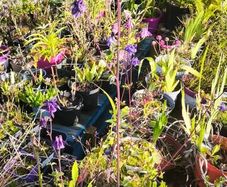 Flowers, herbs, bushes, trees