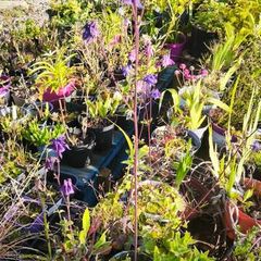 Flowers, herbs, bushes, trees