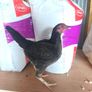 bantams Image 2