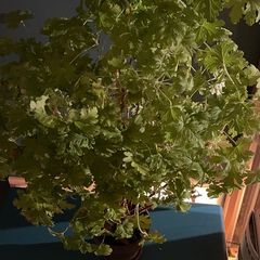 Scented Geranium
