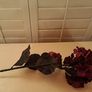Velvet Hydrangeas Image 6