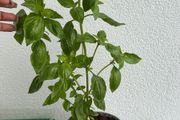 basil plant
