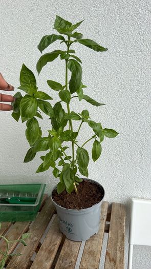 basil plant