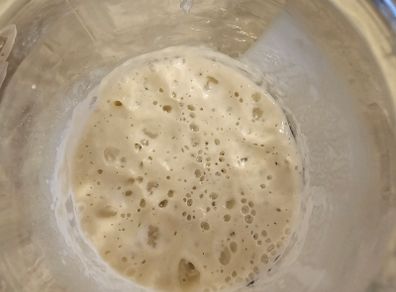 Sourdough starter