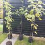 trees Mountain Ash Image 10