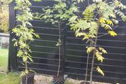 Mountain ash trees 5ft+ tall ..!