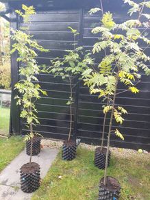 Mountain ash trees 5ft+ tall ..!
