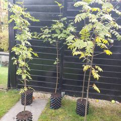 Mountain ash trees 5ft+ tall ..!