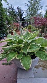 Potted plant