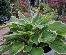 Potted plant