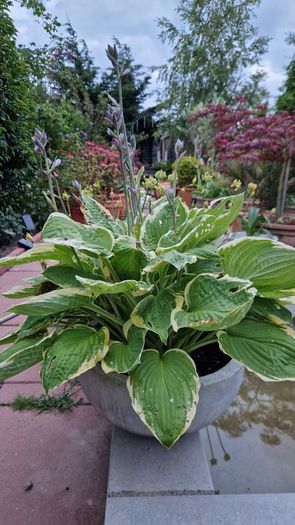 Potted plant