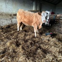 Organic  Charolais  springer with  stars