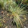 Ornamental Grasses Image 2
