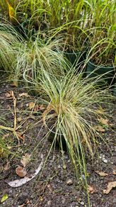 Ornamental Grasses