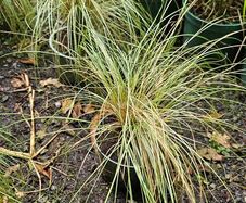 Ornamental Grasses