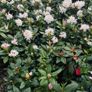 , Offer Red  Cordlline 10 euro, 4 -30 euro Image 3