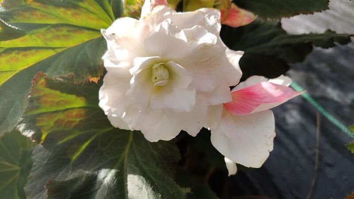 Plant Sale