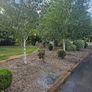 Lot  37  Garden Shrubs 500  (Box & Pittosporum) Image 2