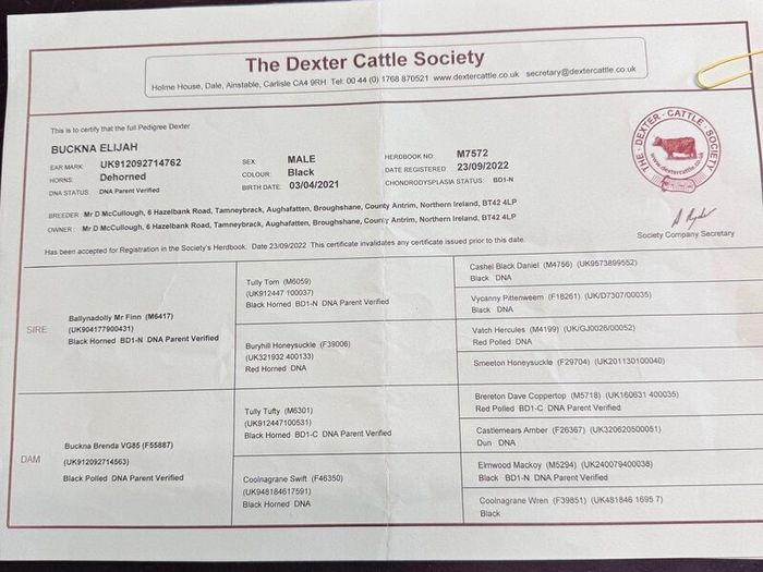 Dexter Bull
