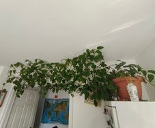 Epipremnum aureum plant XL