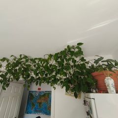 Epipremnum aureum plant XL