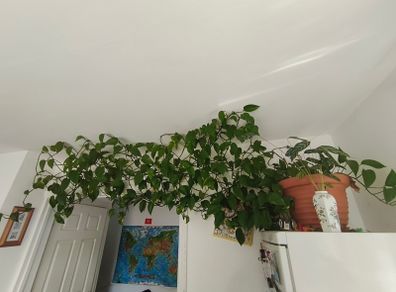 Epipremnum aureum plant XL