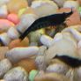 Fish Tank Shrimps Image 4