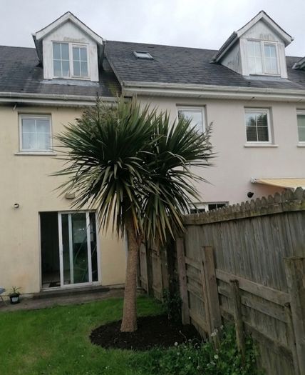 12' Cordyline