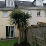 12' Cordyline Image 2