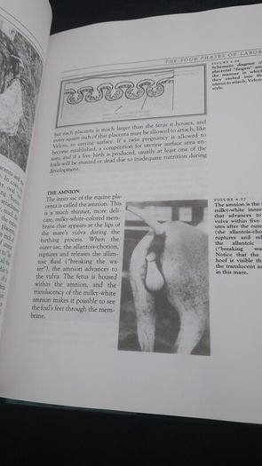 The Complete Book of Foaling : An Illustrated Guide for the Foaling Attendant