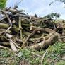 fire wood ,tree cuts ,split logs . Image 5