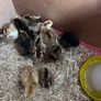 Hatching eggs Image 2