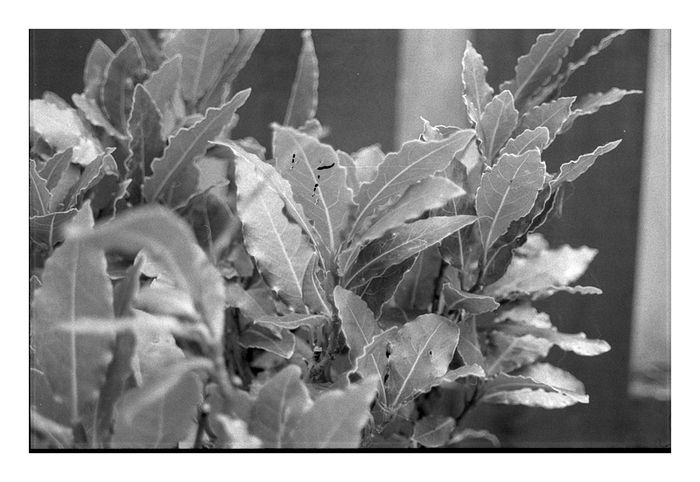 Minolta Dynax 500si Super