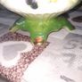 Beautiful Large Old Staffordshire Ironstone Ceramic Teapot with Green and Gold finish, Decorated with a Fruit Scene, Postage Available Image 3