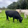 Angus teaser bull Image 4