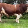 Simmental Bulls Image 8