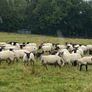 Hogget sheep Image 6