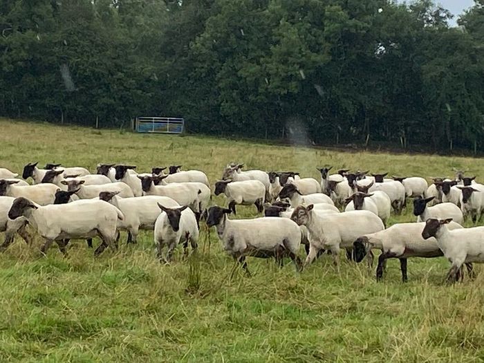 Hogget sheep