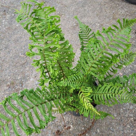 mature plant bundle