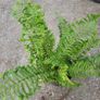 mature plant bundle Image 10