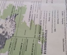 Pbr ch hefers with certs