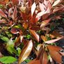 Red Robin Hedging two euro Image 2