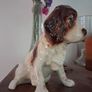 SylVac Cocker Spaniel Image 2
