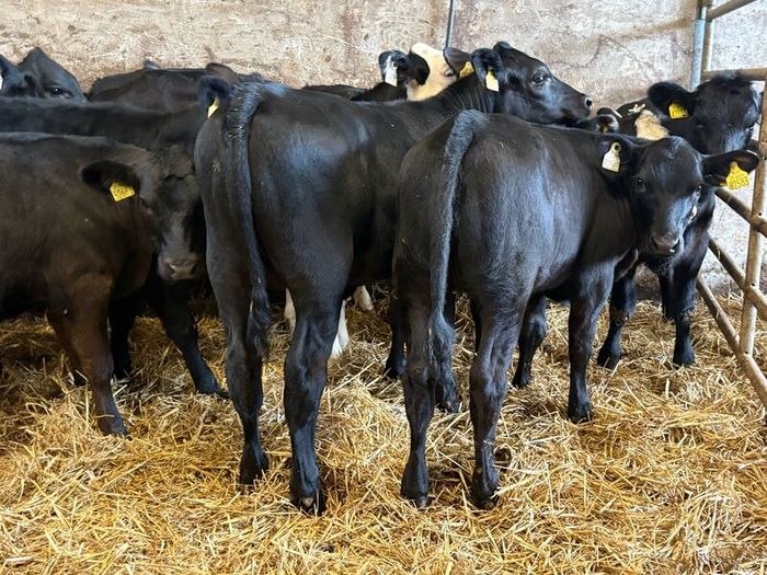 16 smashing heifer Weanlings