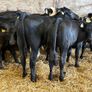 16 smashing heifer Weanlings Image 6