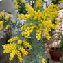 Acacia Baileyana (Cootamundra Wattle / Golden Mimosa) Image 6